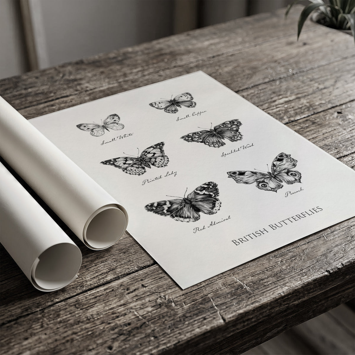 British Butterflies Fine Art Print