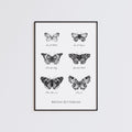 British Butterflies Fine Art Print