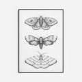 Nocturna Fine Art Print