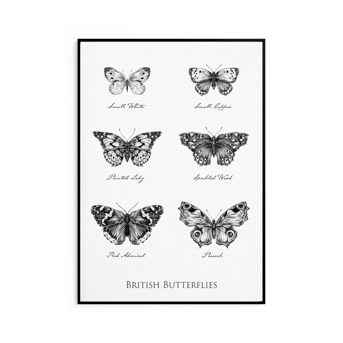 British Butterflies Fine Art Print