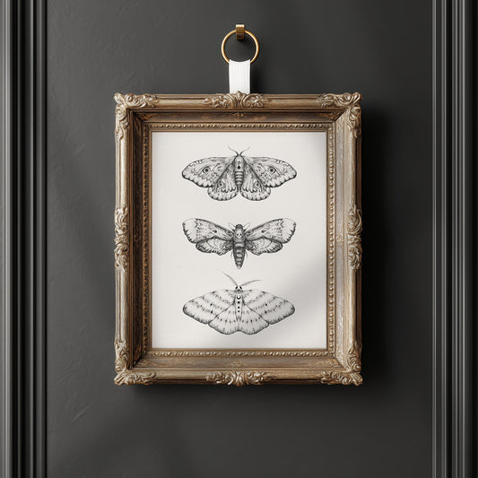 Nocturna Fine Art Print